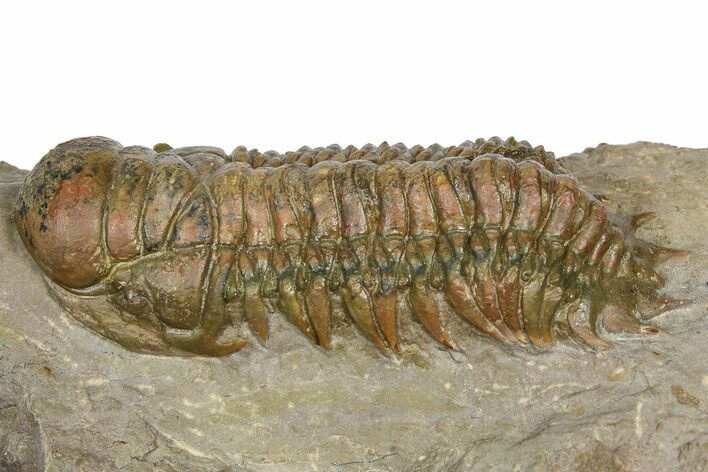Detailed Crotalocephalina Trilobite - Atchana, Morocco #372402